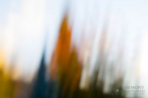 Pan Blur maple and evergreen-c38.jpg
